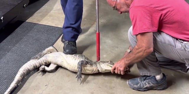 An alligator trapper and sheriff deputy restrain alligator.