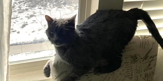 dark gray cat hanging out by window