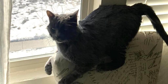 dark gray cat hanging out by window