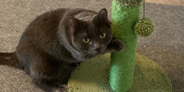 gato gris jugando con un rascador