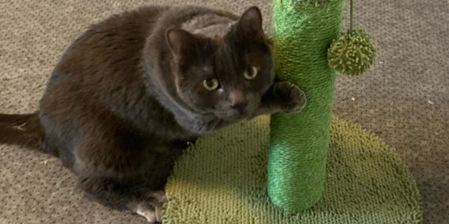 gray cat playing with scratching post