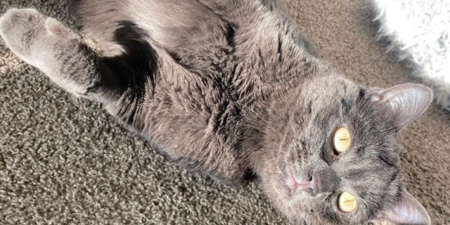Salt Lake Metropolis-based cat named Carrot, ‘a magnificence,’ is in search of a relaxed new residence Salt Lake Metropolis-based cat named Carrot, ‘a magnificence,’ is in search of a relaxed new residence