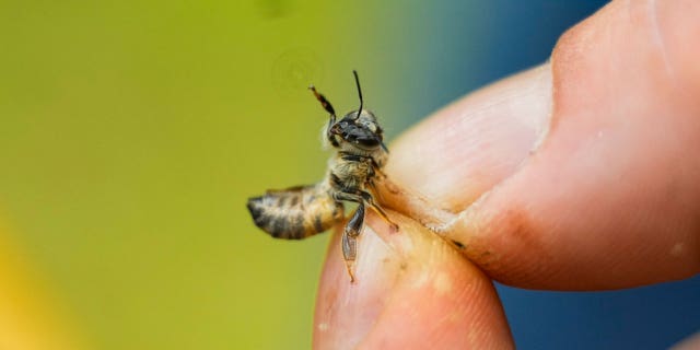 Honeycomb bee
