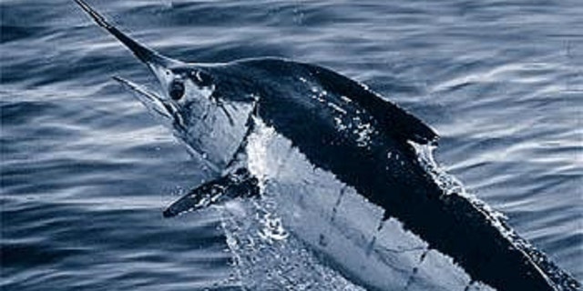 An Atlantic blue marlin