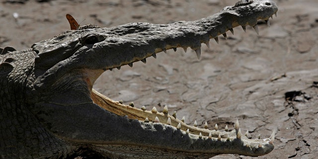 Large crocodile