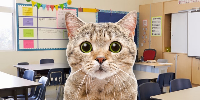 Cat classroom UK teacher 