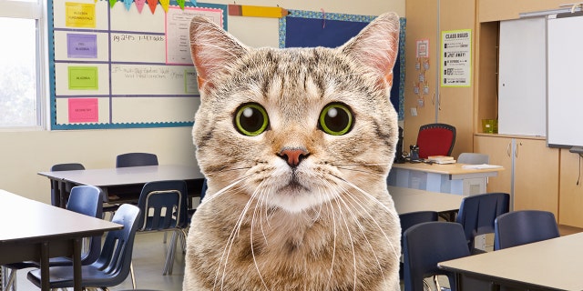Cat classroom UK teacher