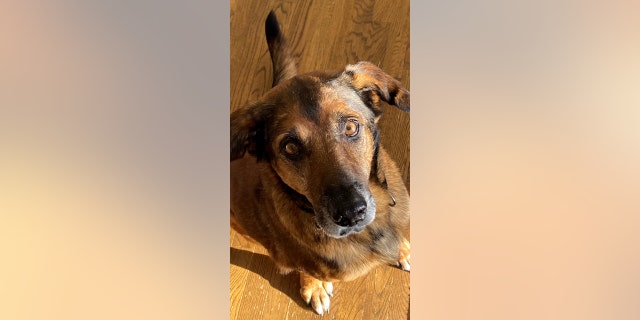 Chief is a Shepherd mix