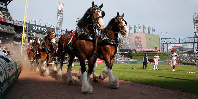 Clydesdales at a White Sox game