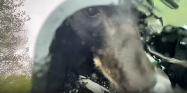 Colorado bear stares at wildlife officer