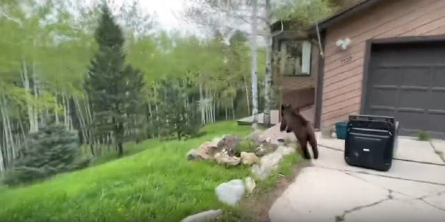 Colorado bear runs down hill
