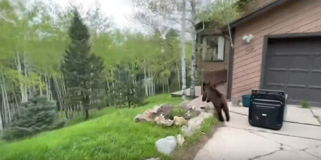 Colorado bear runs down hill