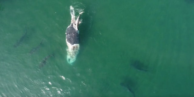 ‘Frenzy’ of tiger sharks feast on whale carcass off Australian coast humpback whale carcass