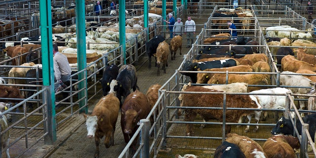 Irish cow auction