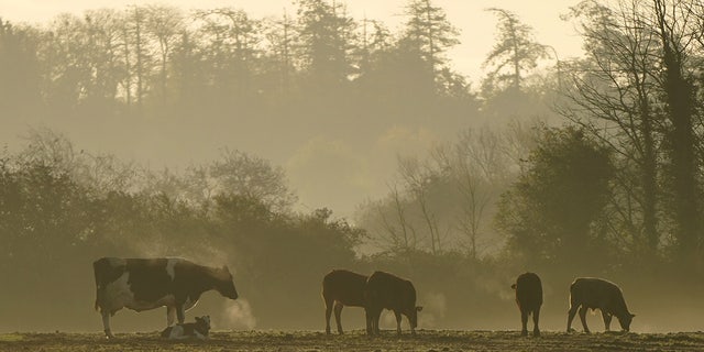 Irish cattle graze in field 