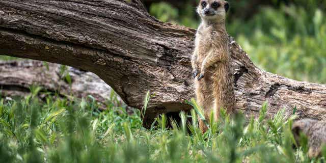 A meerkat 