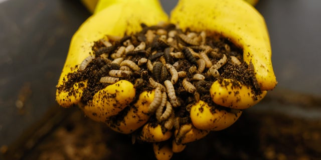 London AI bug farming