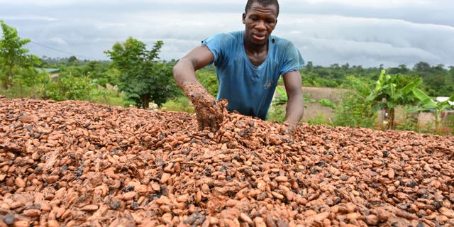 Los investigadores están utilizando inteligencia artificial para predecir cultivos en África para ayudar a abordar la crisis alimentaria. 4 África Agricultura Ai