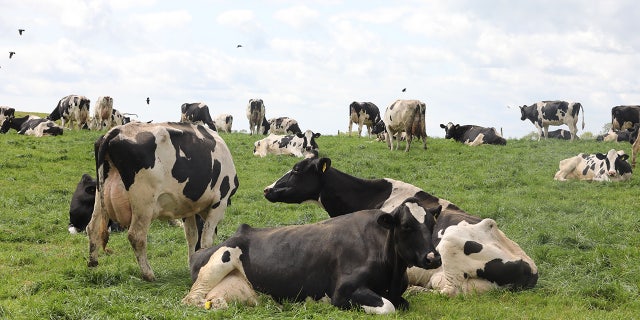 Northern Ireland cattle