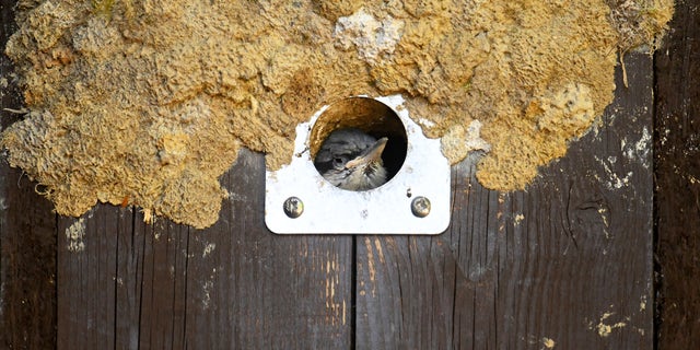 Farming insects birds