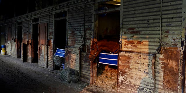 Horses in the stable at Belmont Park