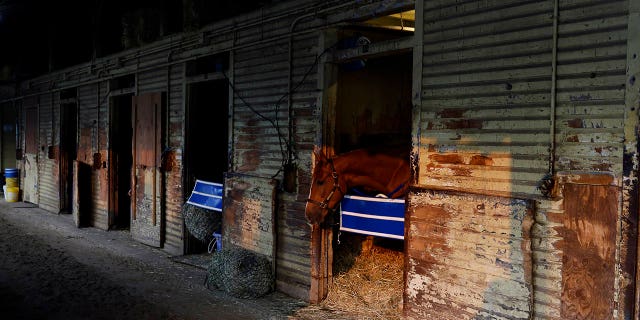 Caballos en el establo en Belmont Park