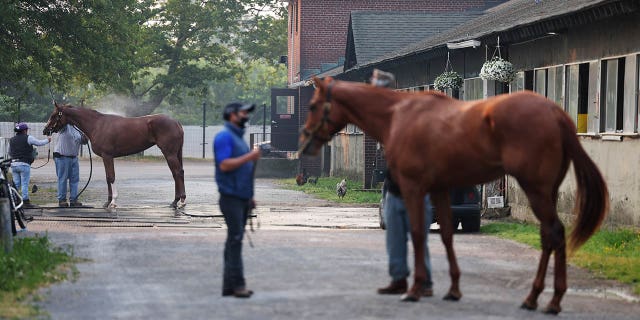 Horses being groomed outside Belmont Park