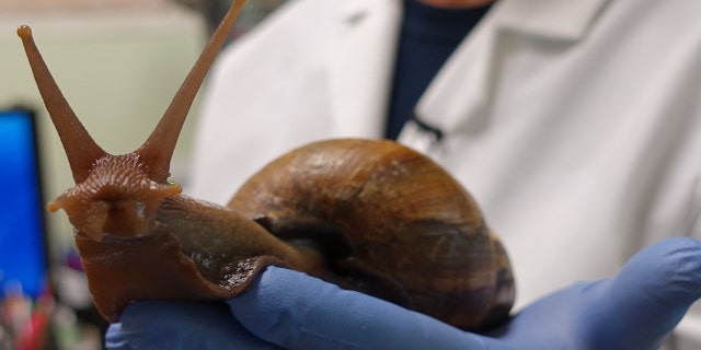 giant african land snail in a lab