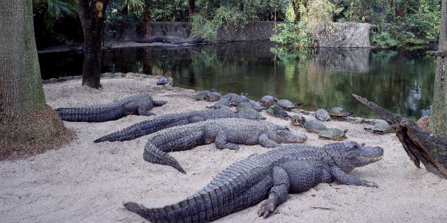 Alligators gather within the Busch Gardens Tampa Bay enclosure.