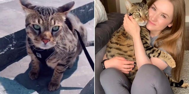 fat cat in Canada