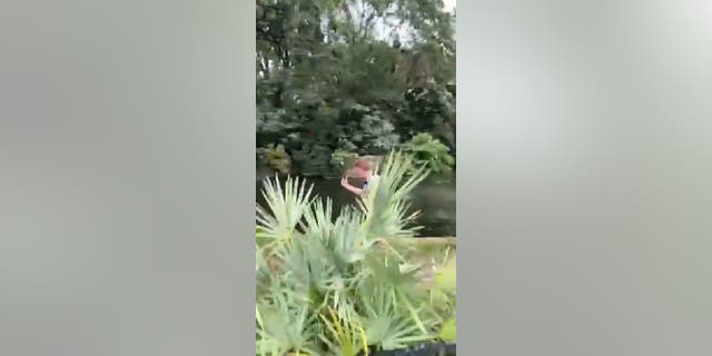 The Busch Gardens Tampa Bay alligator enclosure intruder faces the pond while he shouts.