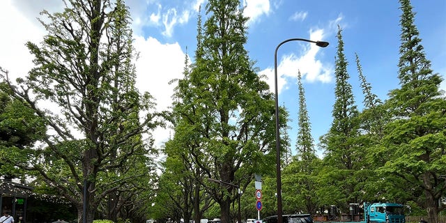 Foto de árboles de ginkgo