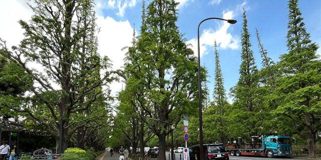 Picture of Ginkgo trees