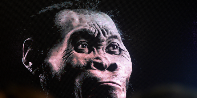 Homo naledi rendering