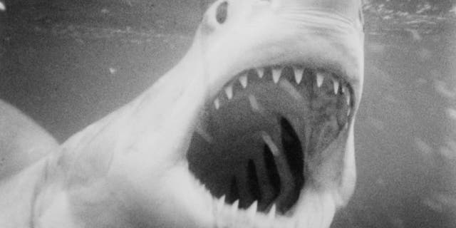 Jaws shark