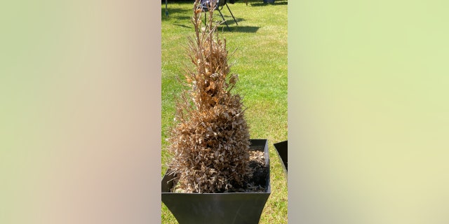 dying garden shrub in Surrey, England