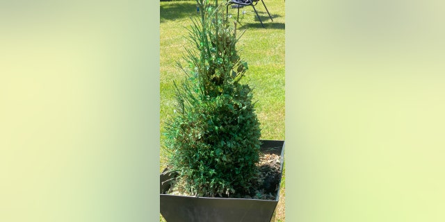 shrub after being spray painted, Surrey, England