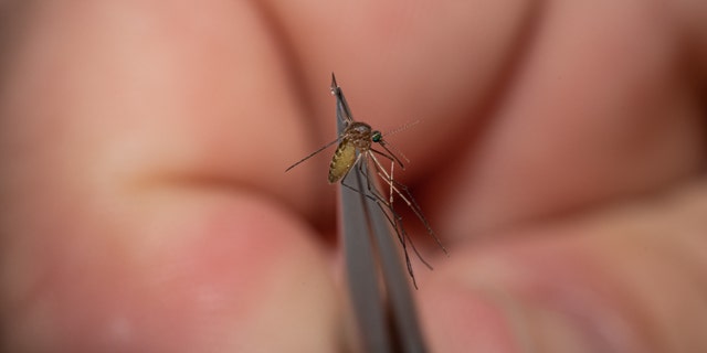 A man holds a Kentucky mosquito