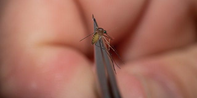 Un hombre sostiene un mosquito de Kentucky