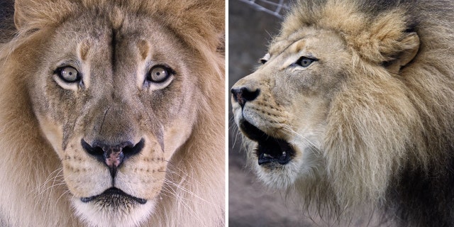 Kamau African lion