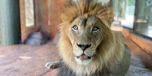Kamau African lion