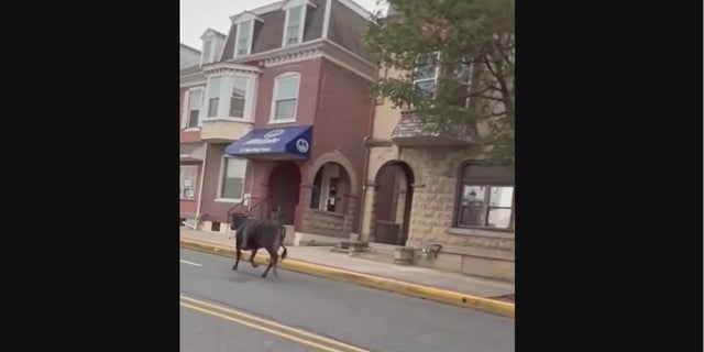 Kutztown cow