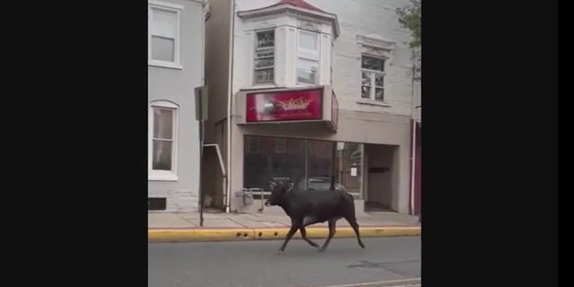 Kutztown college cow
