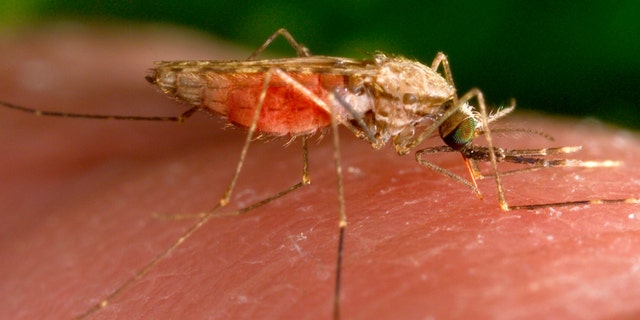 A feeding female Anopheles gambiae mosquito