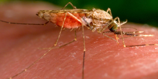 A feeding female Anopheles gambiae mosquito