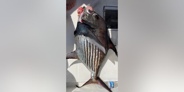 NC potential world record fish