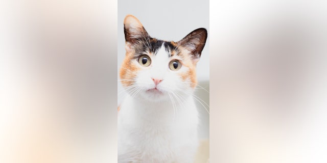 Calico cat looking at camera