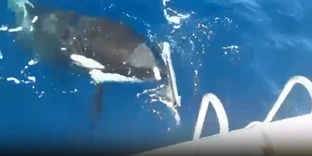 Video shows killer whale near Spain biting rudders off boat | Fox News