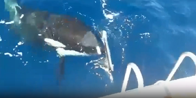 Whale attacks boat near Spain