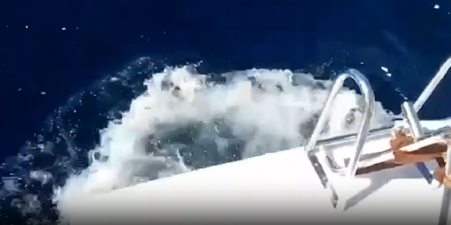 Killer whale attacks boat